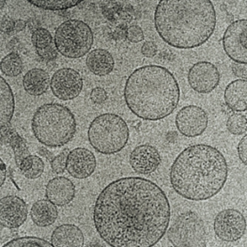 Afbeelding in van geïsoleerde vesicles uit melk, zoals ze te zien zijn onder een krachtige microscoop. Op de afbeelding zijn ronde vormen van verschillende grootte te zien. In sommige vormen zitten kleine zwarte puntjes.